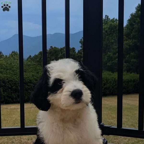 Duke, Bernese Water Dog Puppy